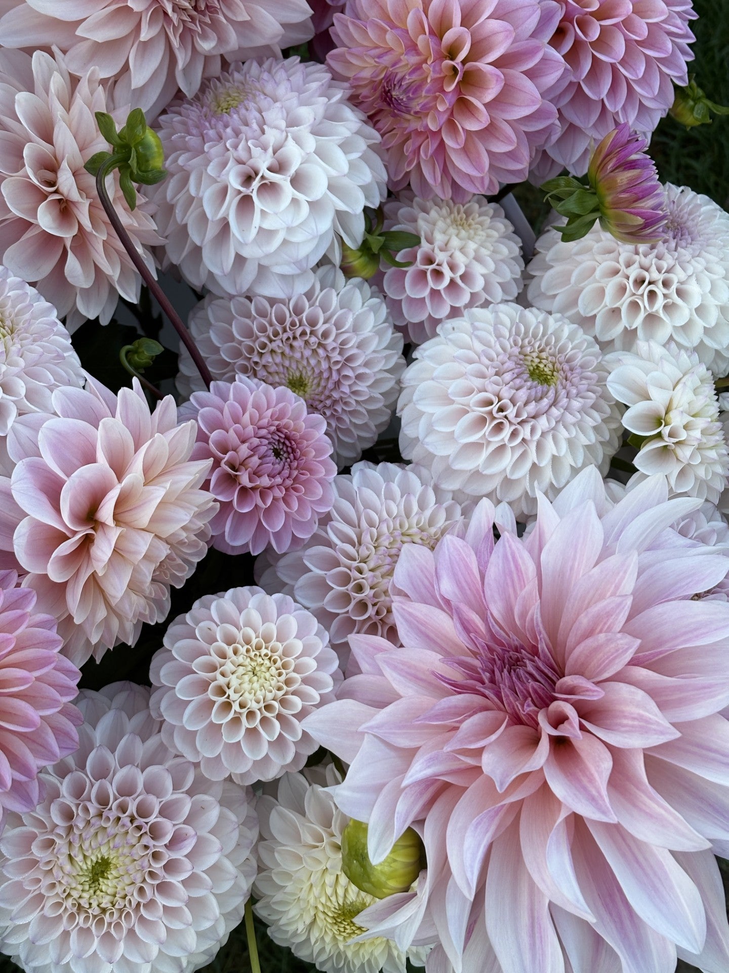 Booker Blooms Gift Voucher