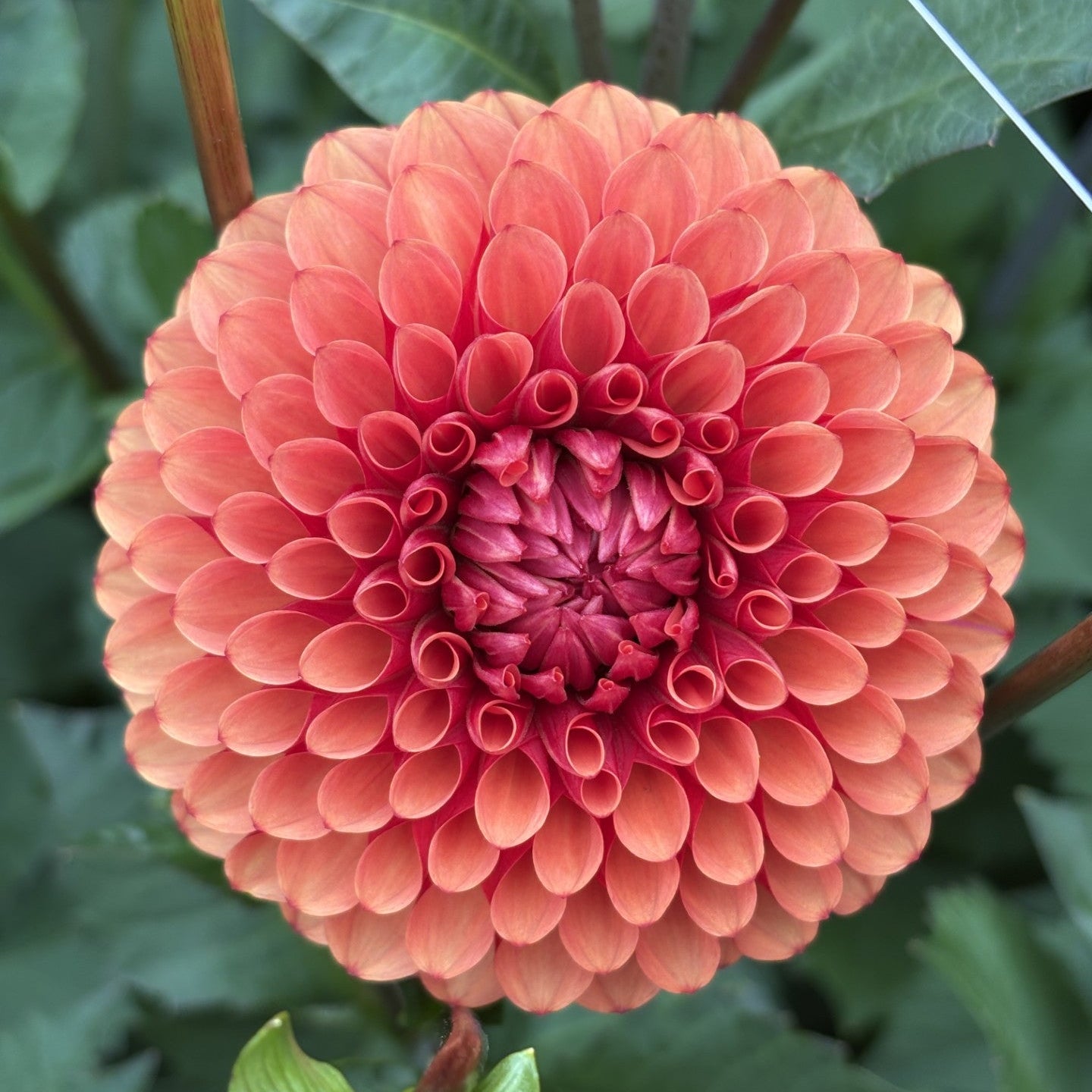 Brown Sugar Dahlia