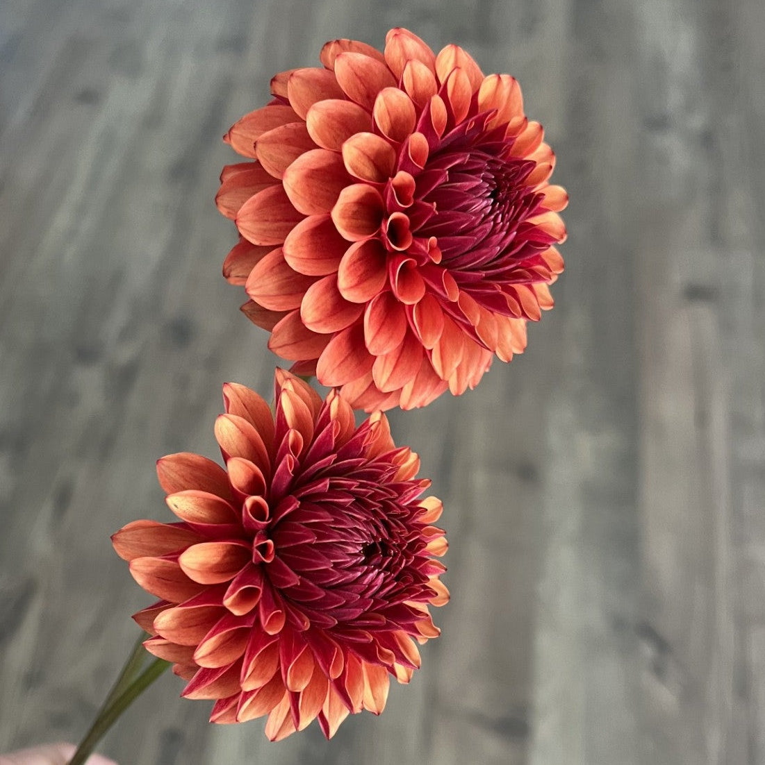 Brown Sugar Dahlia