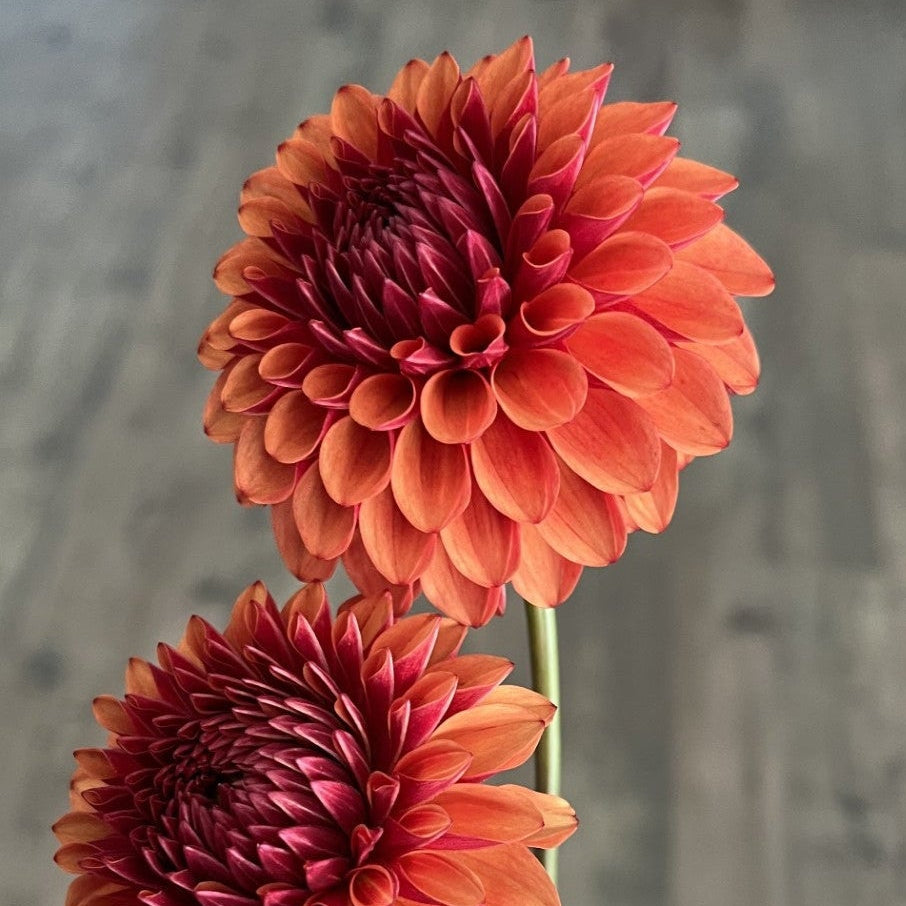 Brown Sugar Dahlia