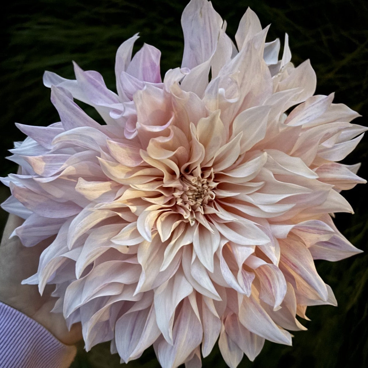 Cafe Au Lait Dahlia