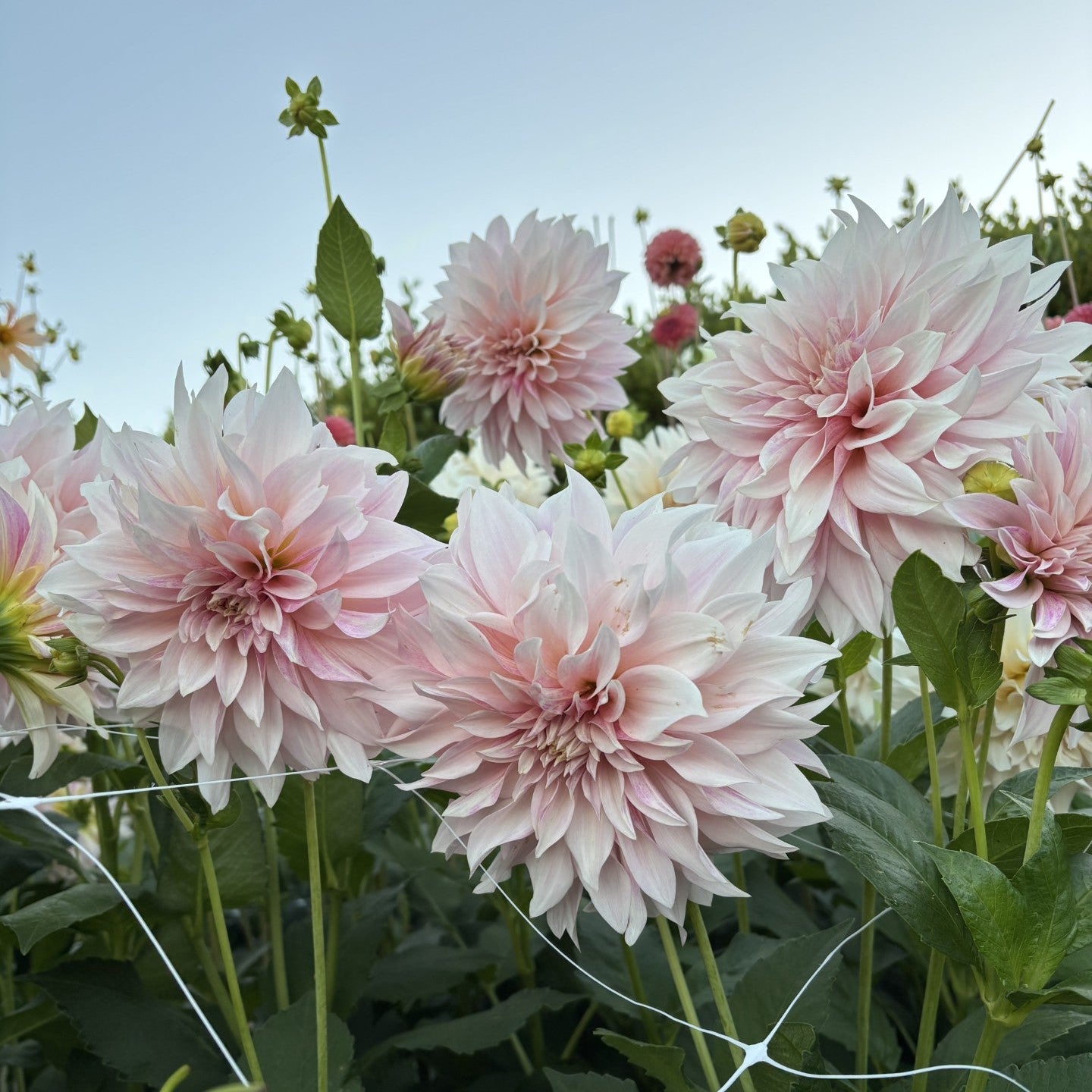 Cafe Au Lait Dahlia