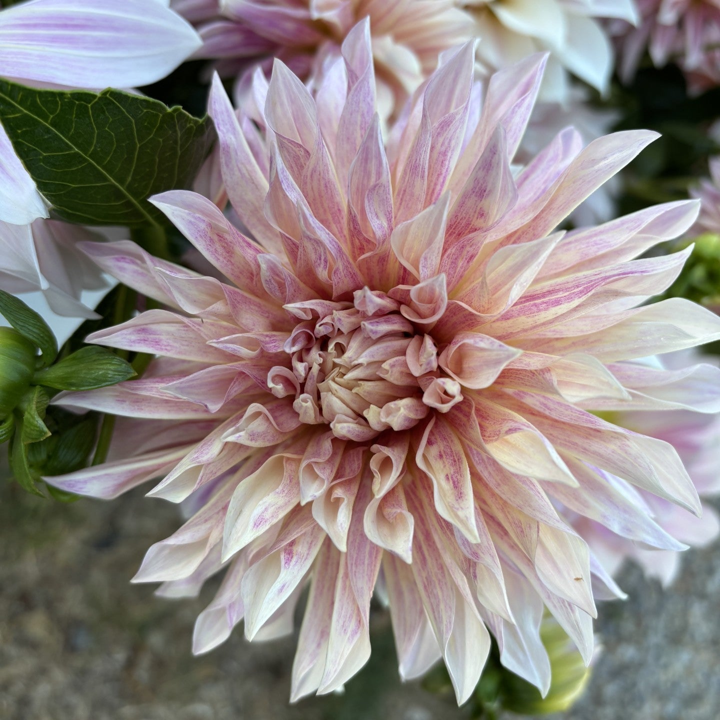 Cafe De Paris Dahlia