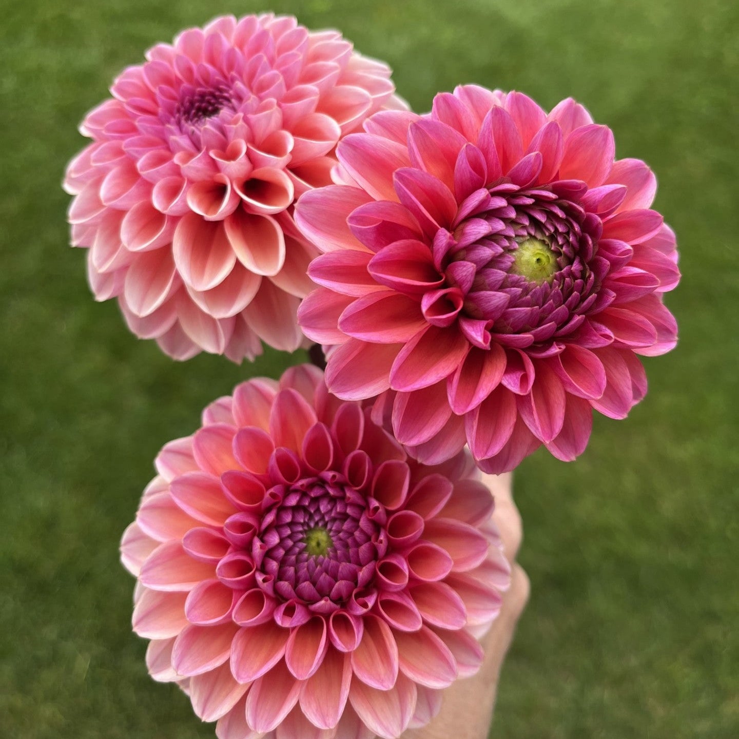 Daisy Duke Dahlia