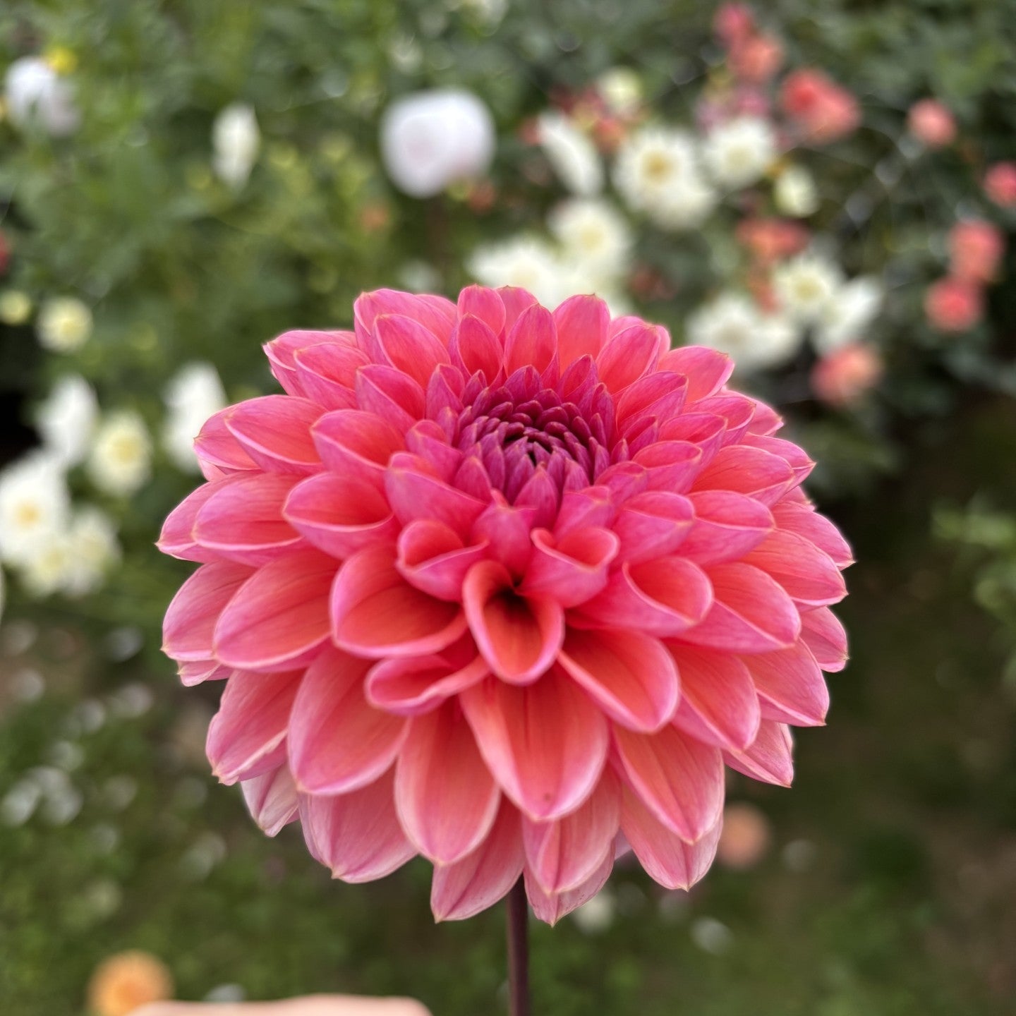 Daisy Duke Dahlia