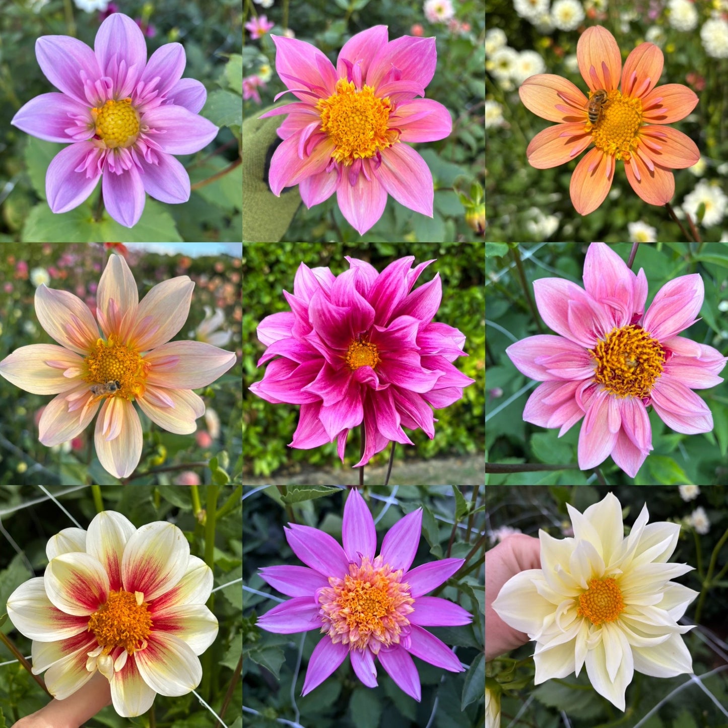 Booker Blooms Collarette Dahlia Seeds