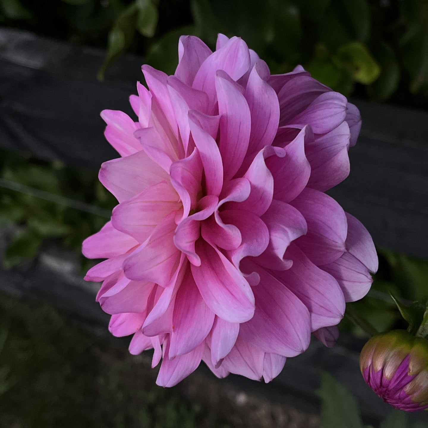 Garden Sensation Dahlia