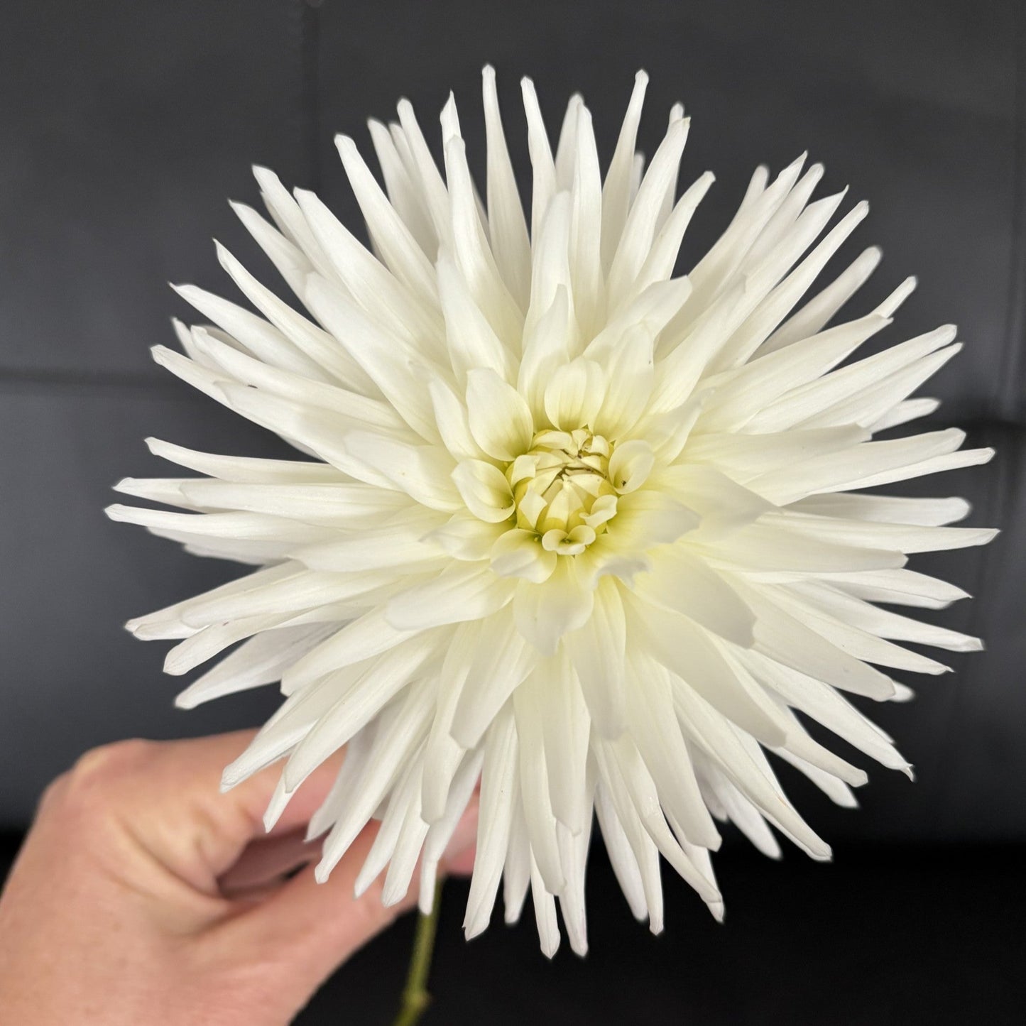 My Love Dahlia