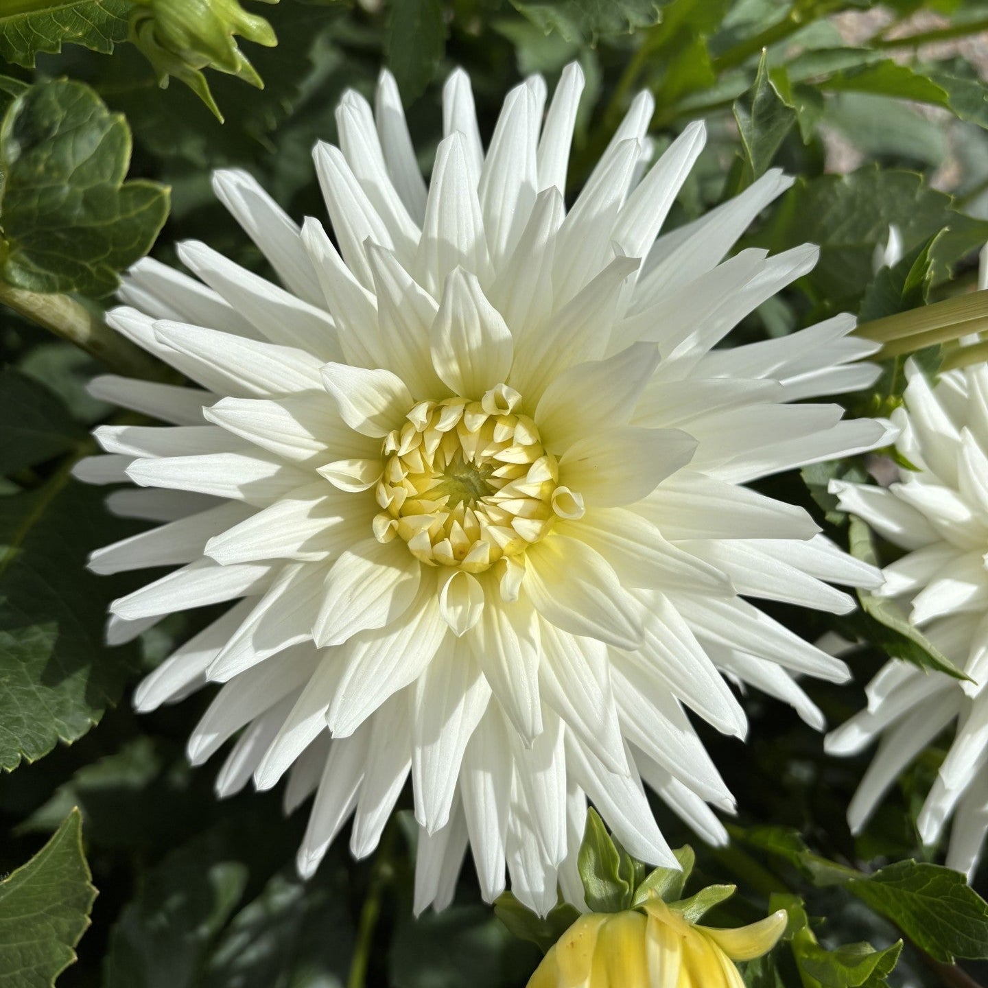 My Love Dahlia