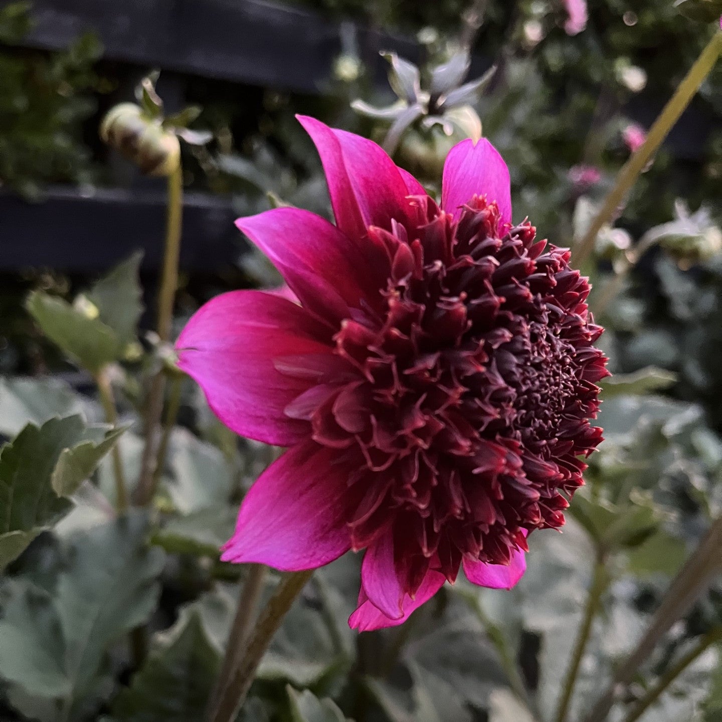 Phantom Dahlia