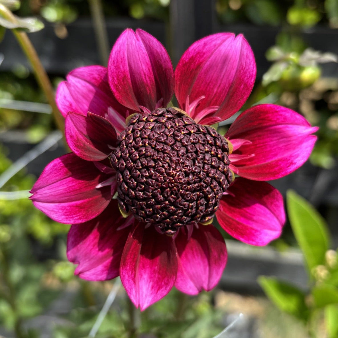 Phantom Dahlia