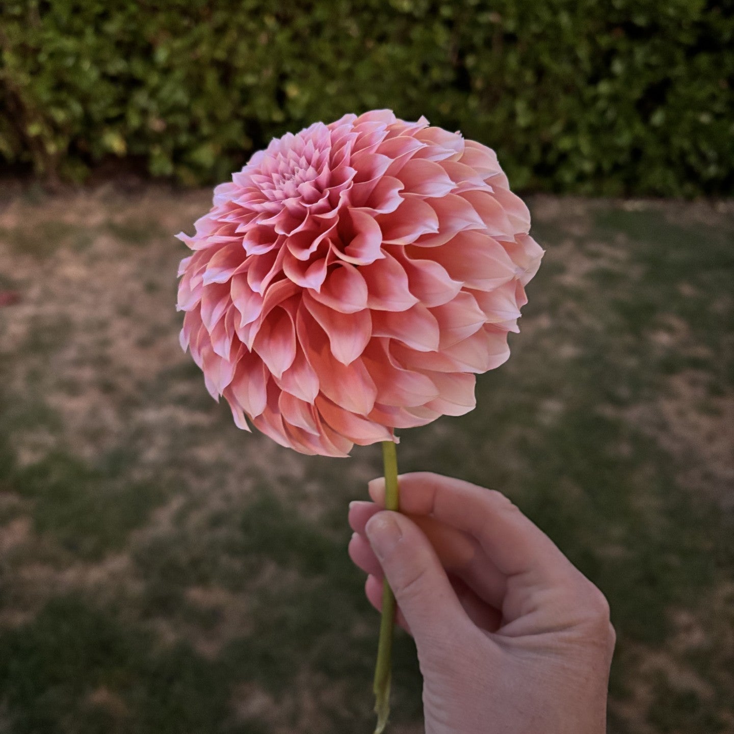 Peaches n Cream Dahlia
