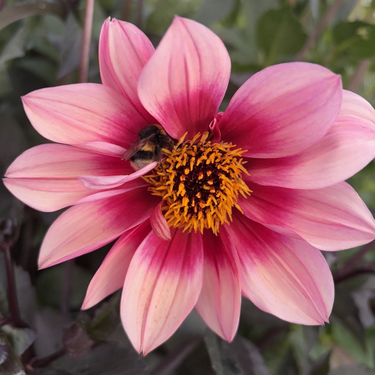 Protegee Dahlia