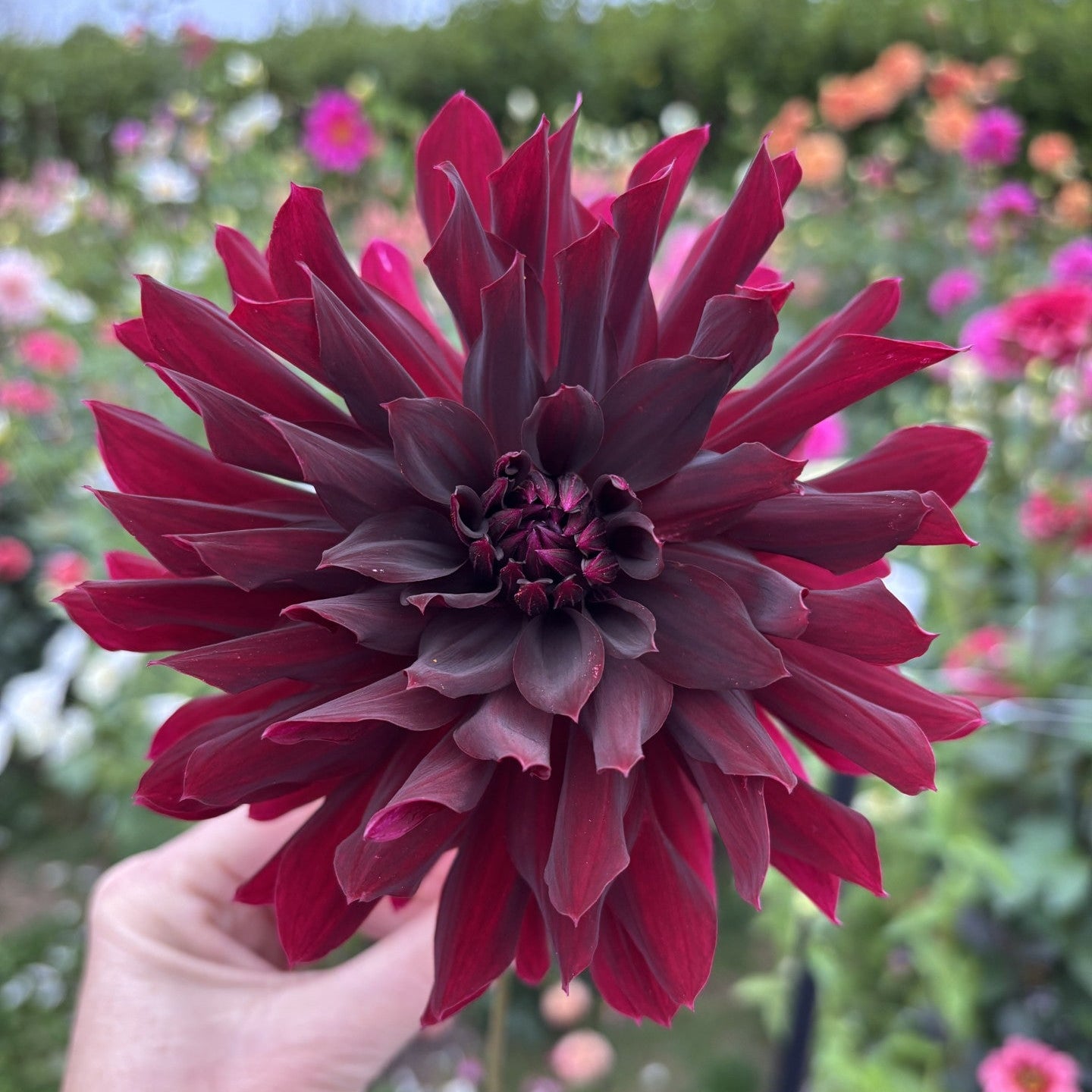 Rip City Dahlia