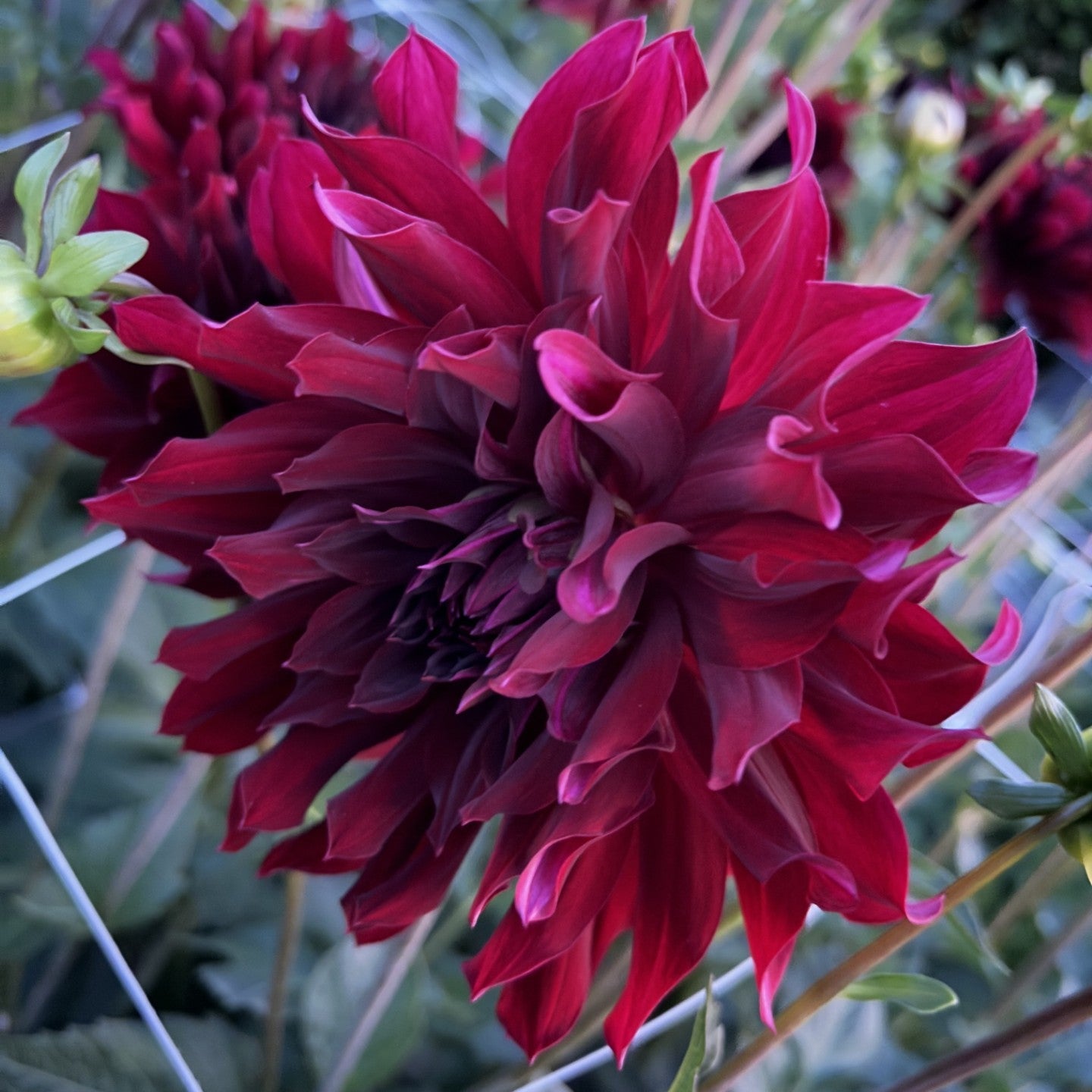 Rip City Dahlia