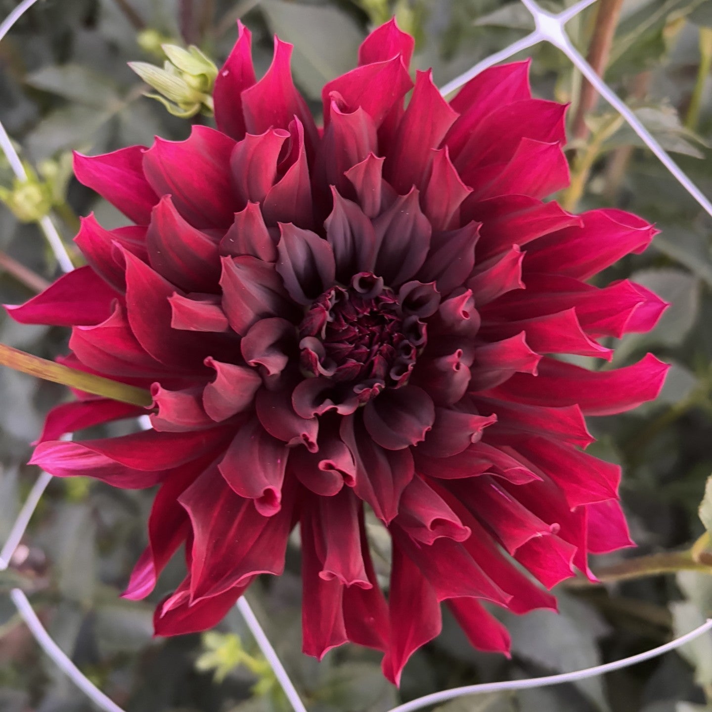 Rip City Dahlia