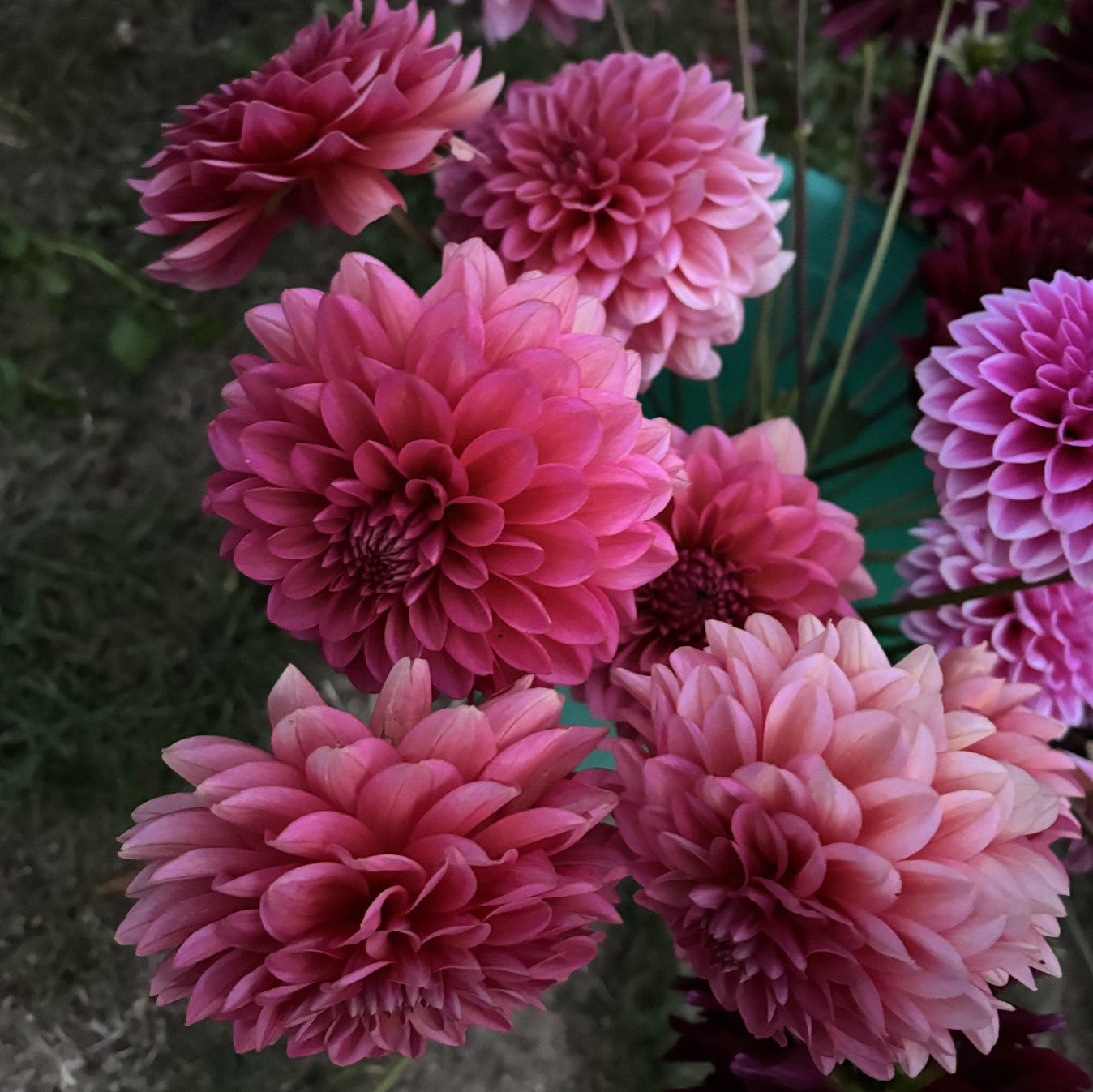 Salmon Runner Dahlia