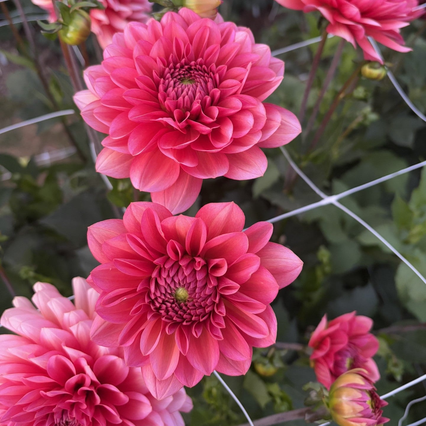 Salmon Runner Dahlia