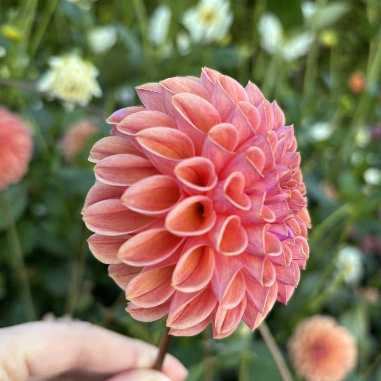 Snoho Jojo Dahlia