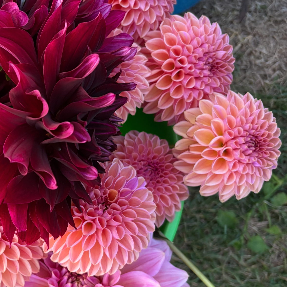 Snoho Jojo Dahlia