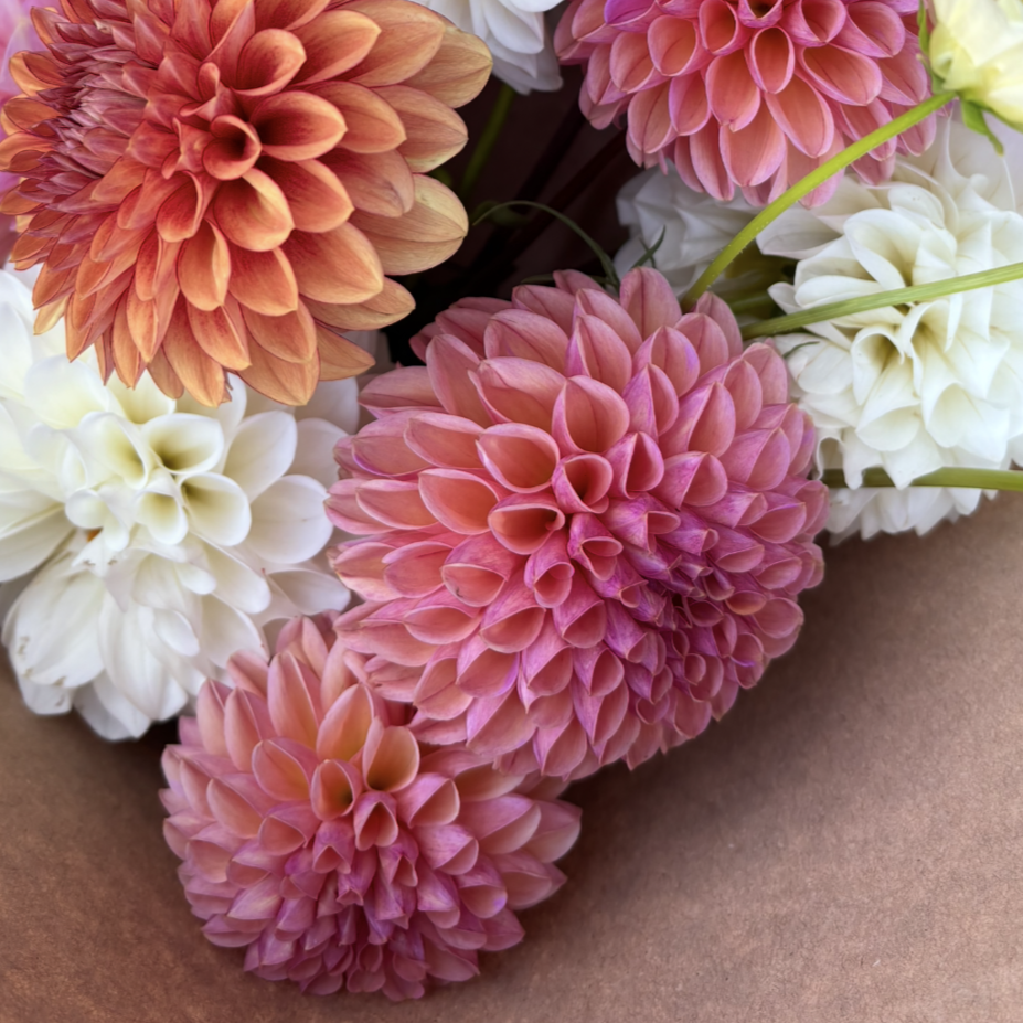 Snoho Jojo Dahlia