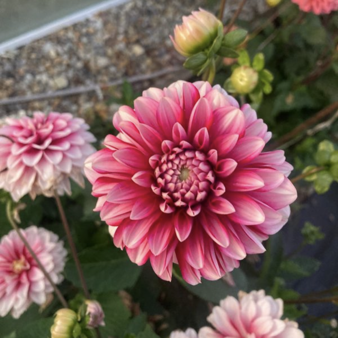 Strawberry Cream Dahlia