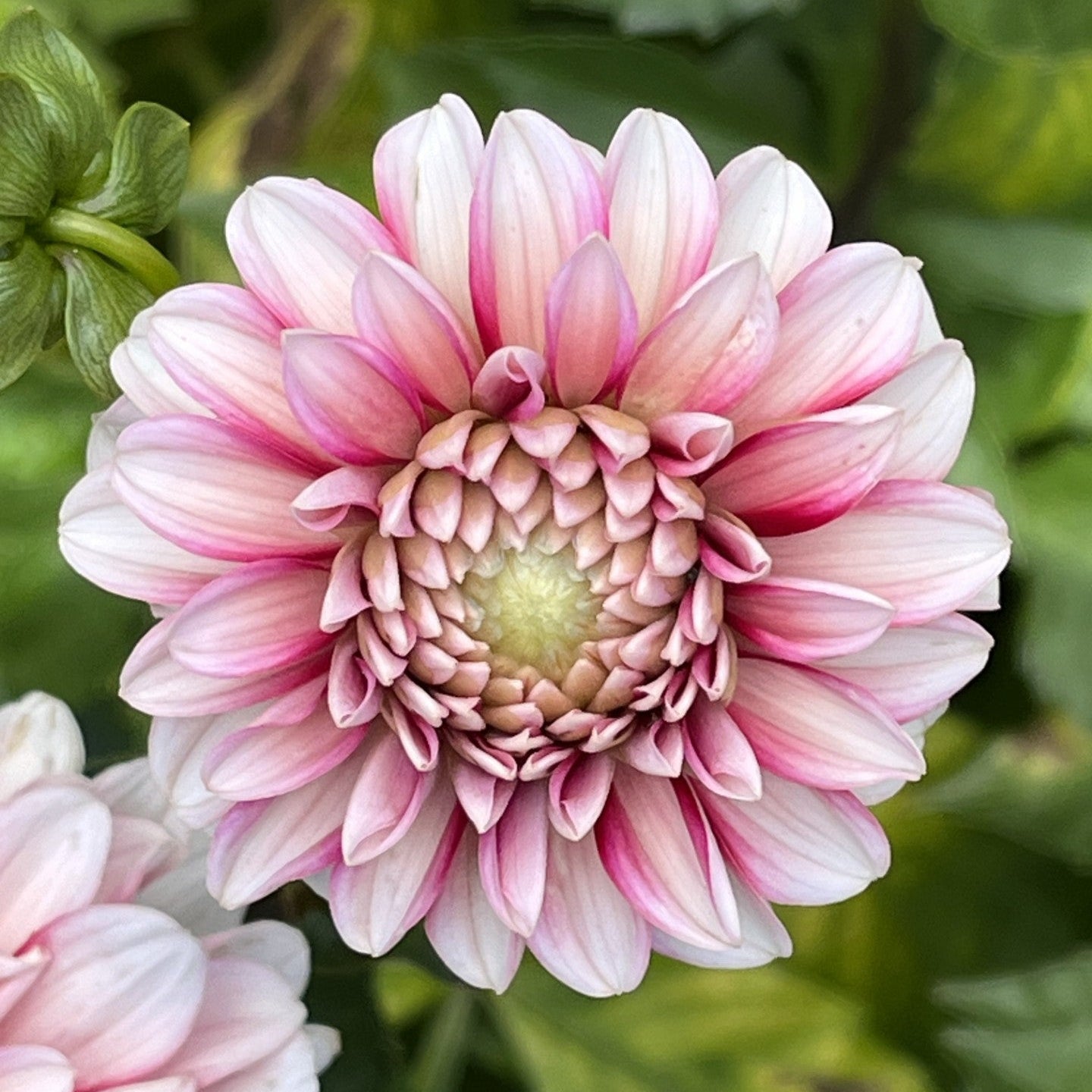 Strawberry Cream Dahlia