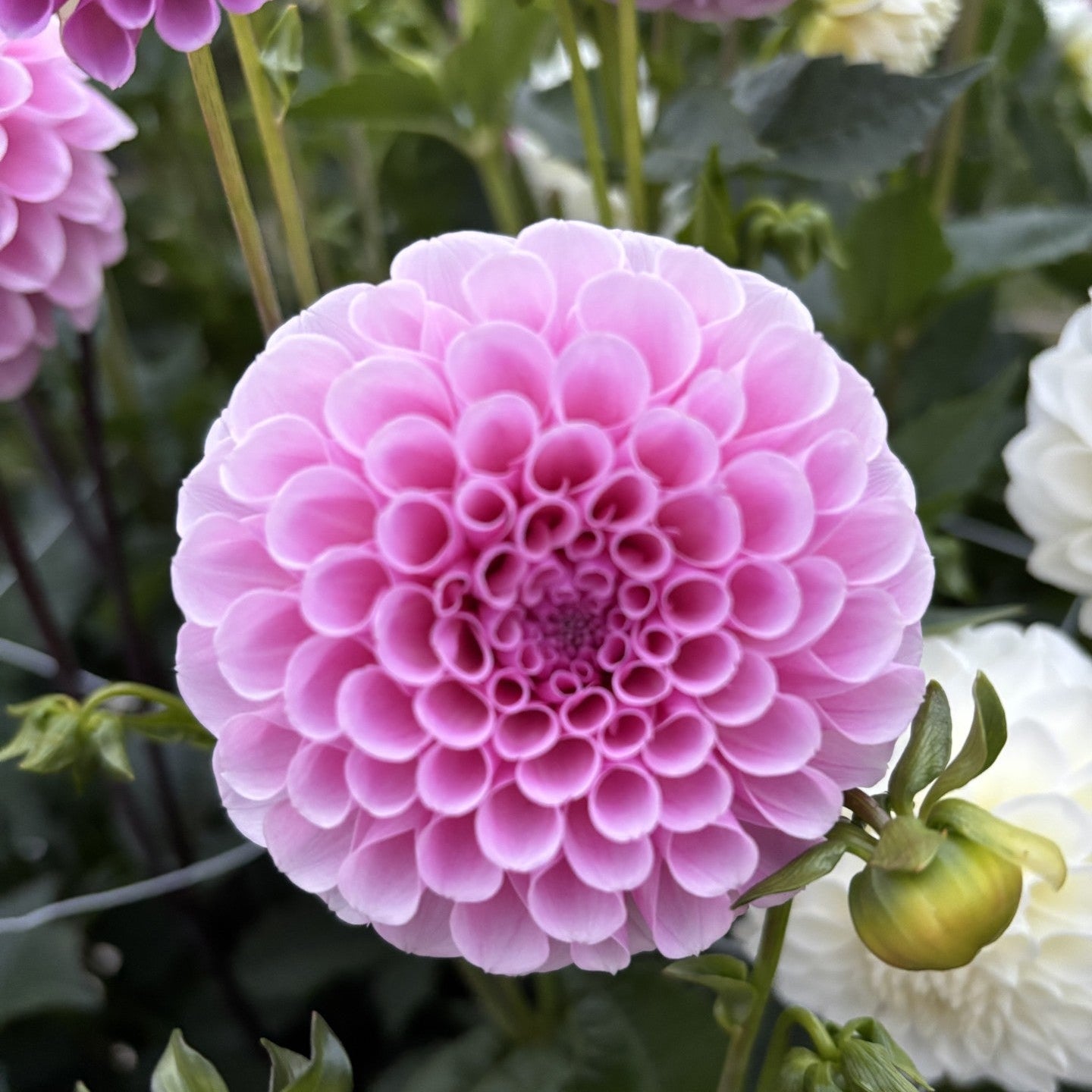 Stolze Von Berlin Dahlia