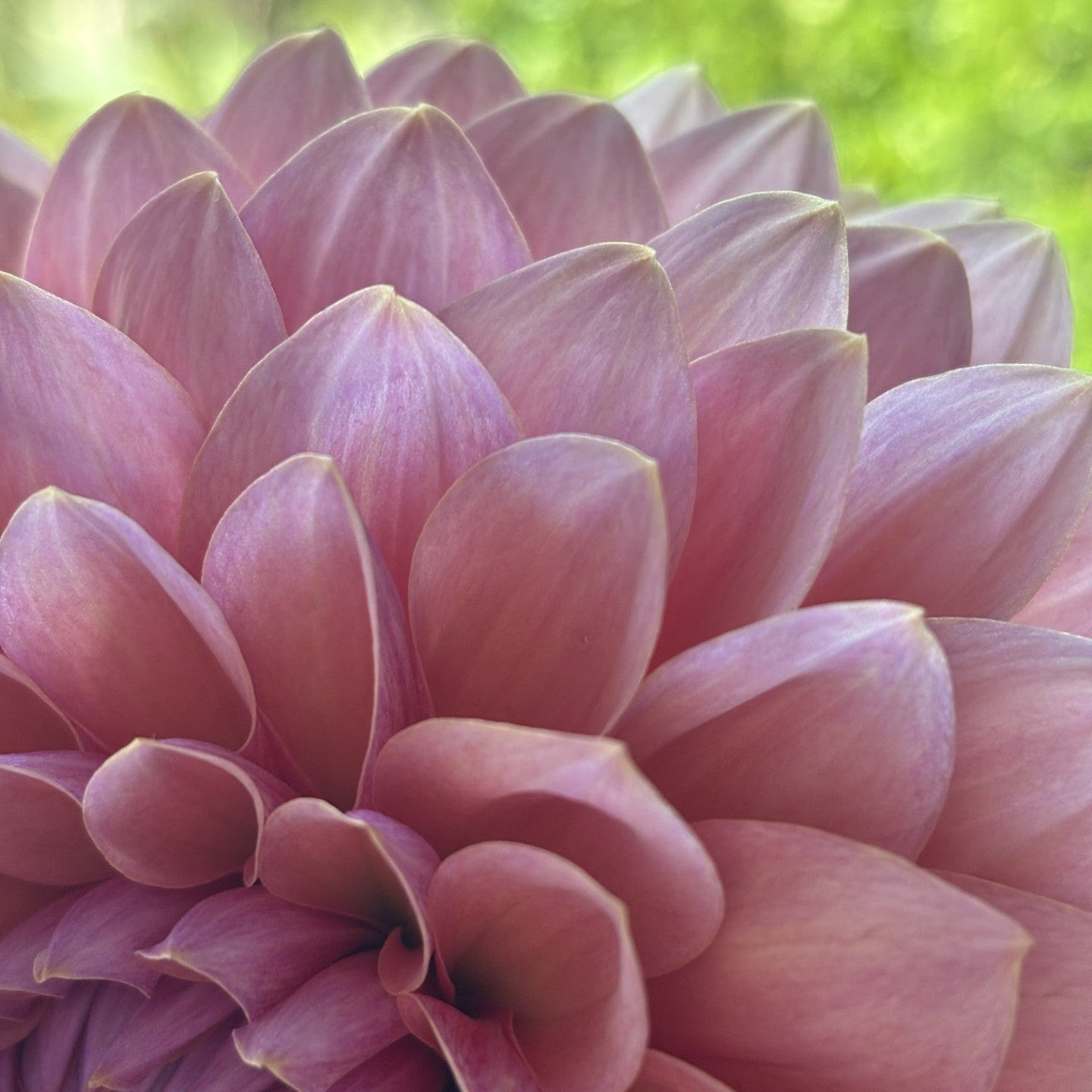 Sweet Sanne