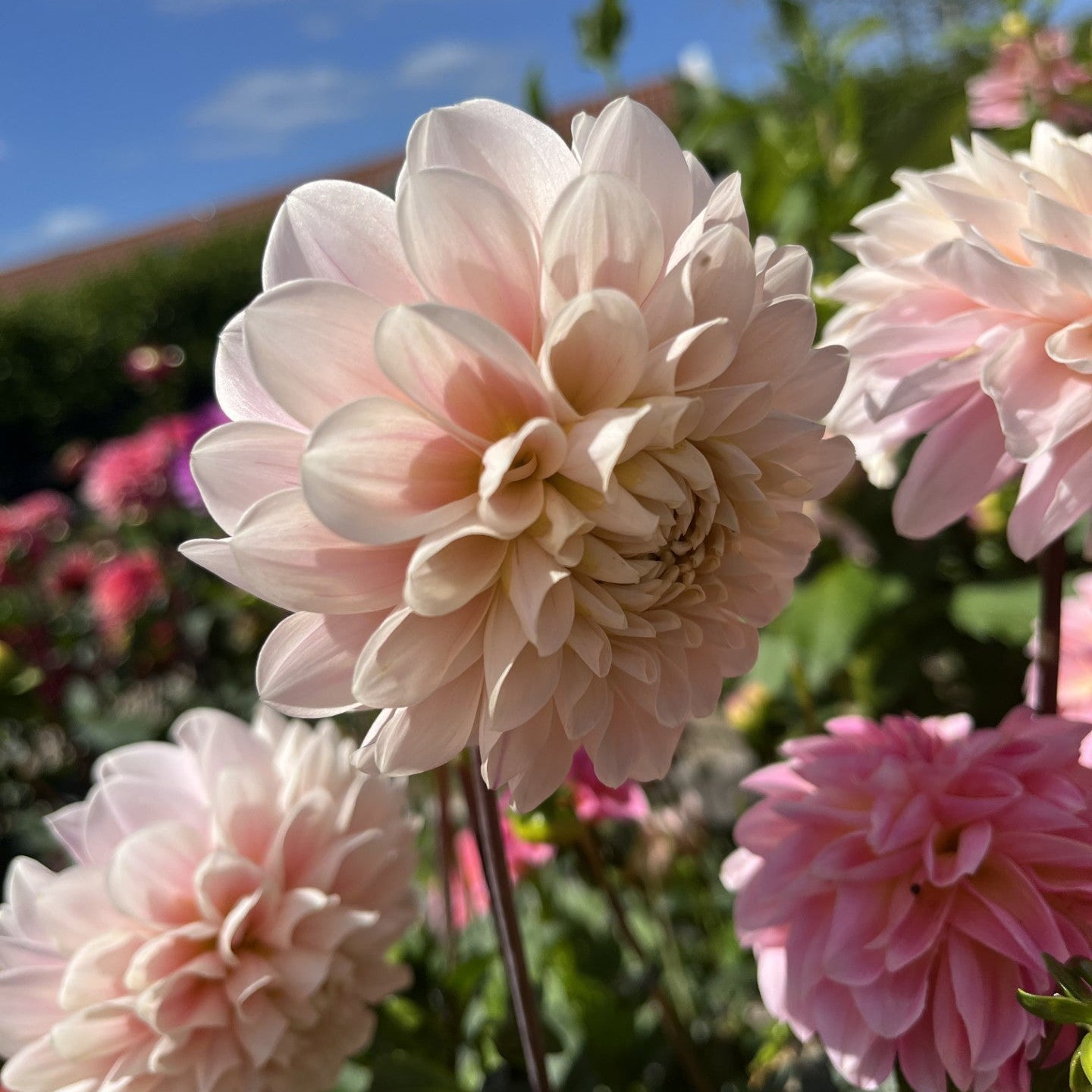 Sweet Nathalie Dahlia