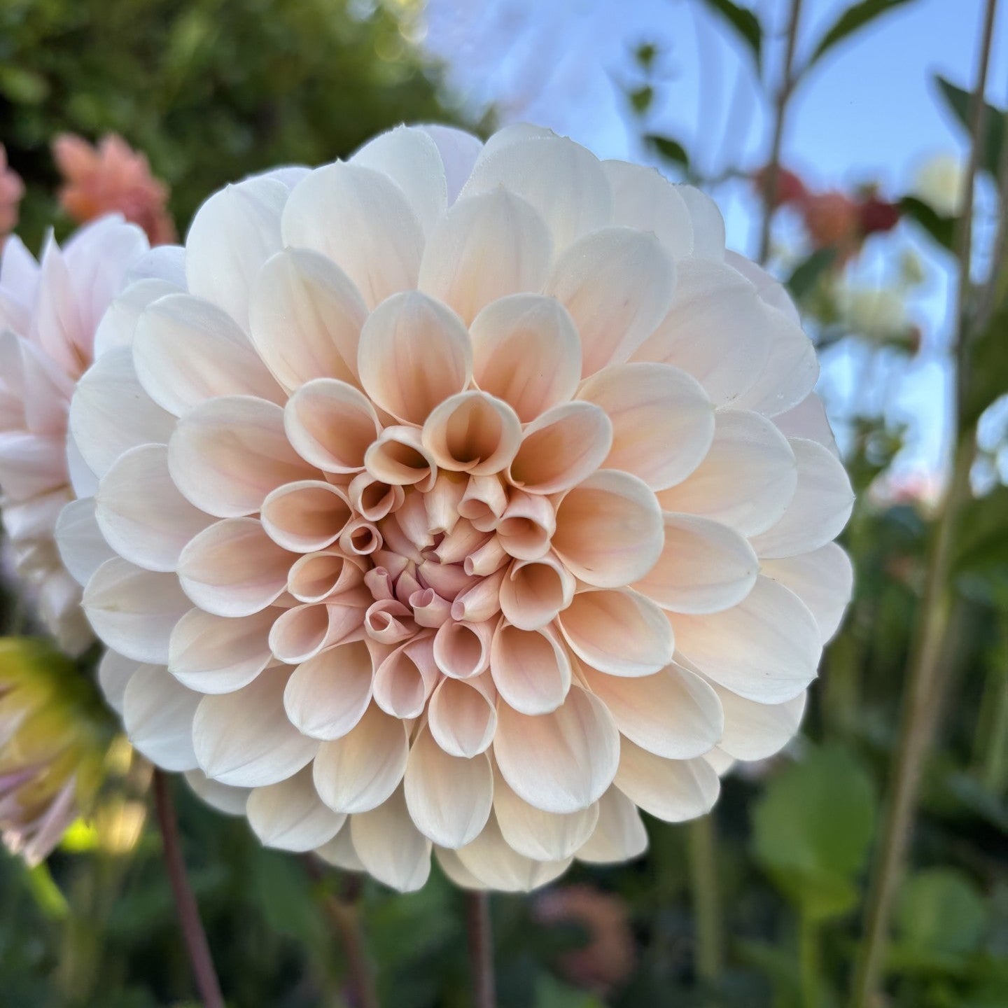 Sweet Nathalie Dahlia