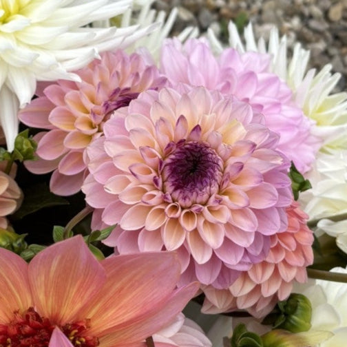 Wine Eyed Jill Dahlia