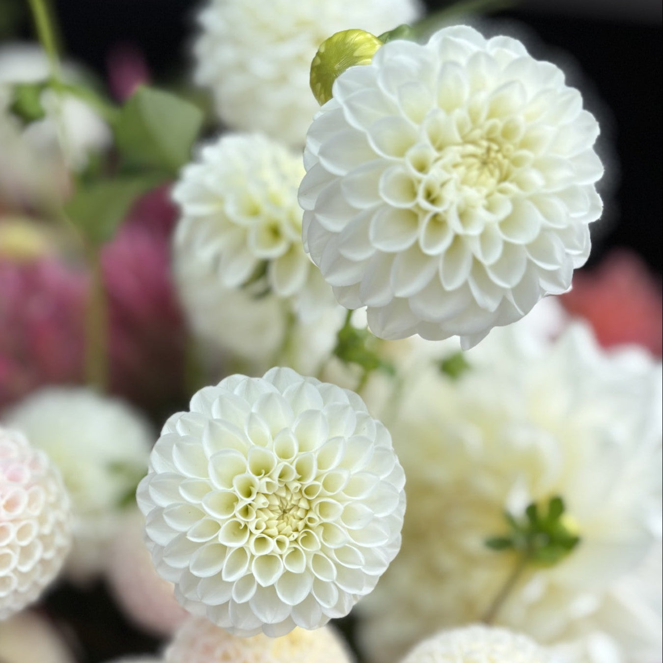 White Aster