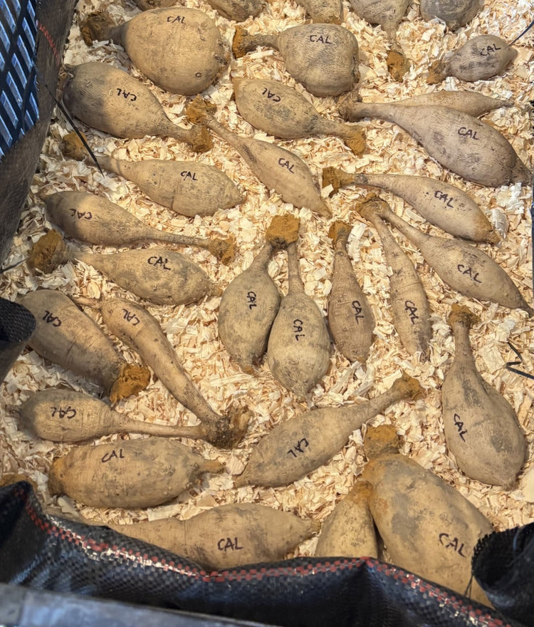 Dahlia Tubers
