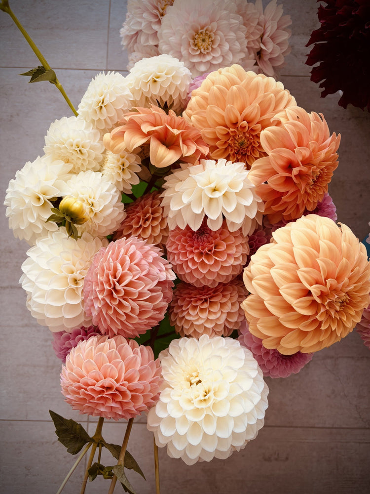 Fresh Flowers