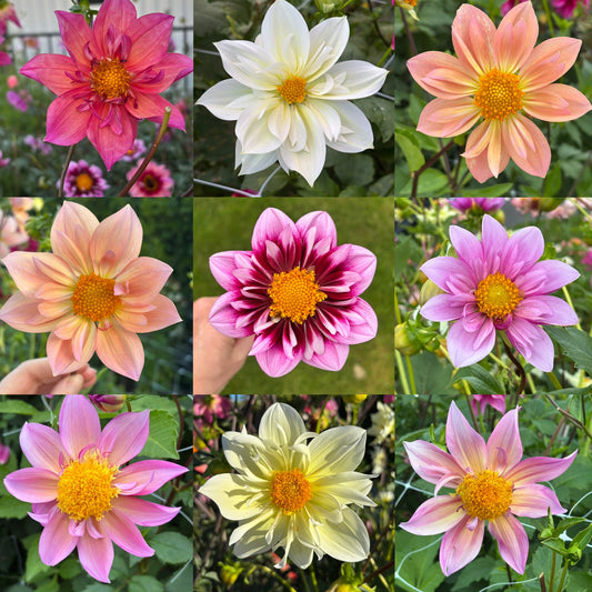 Booker Blooms 2026 Collarette Dahlia Seeds