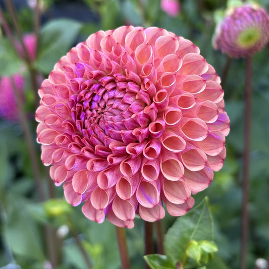 Caitlin's Joy Dahlia