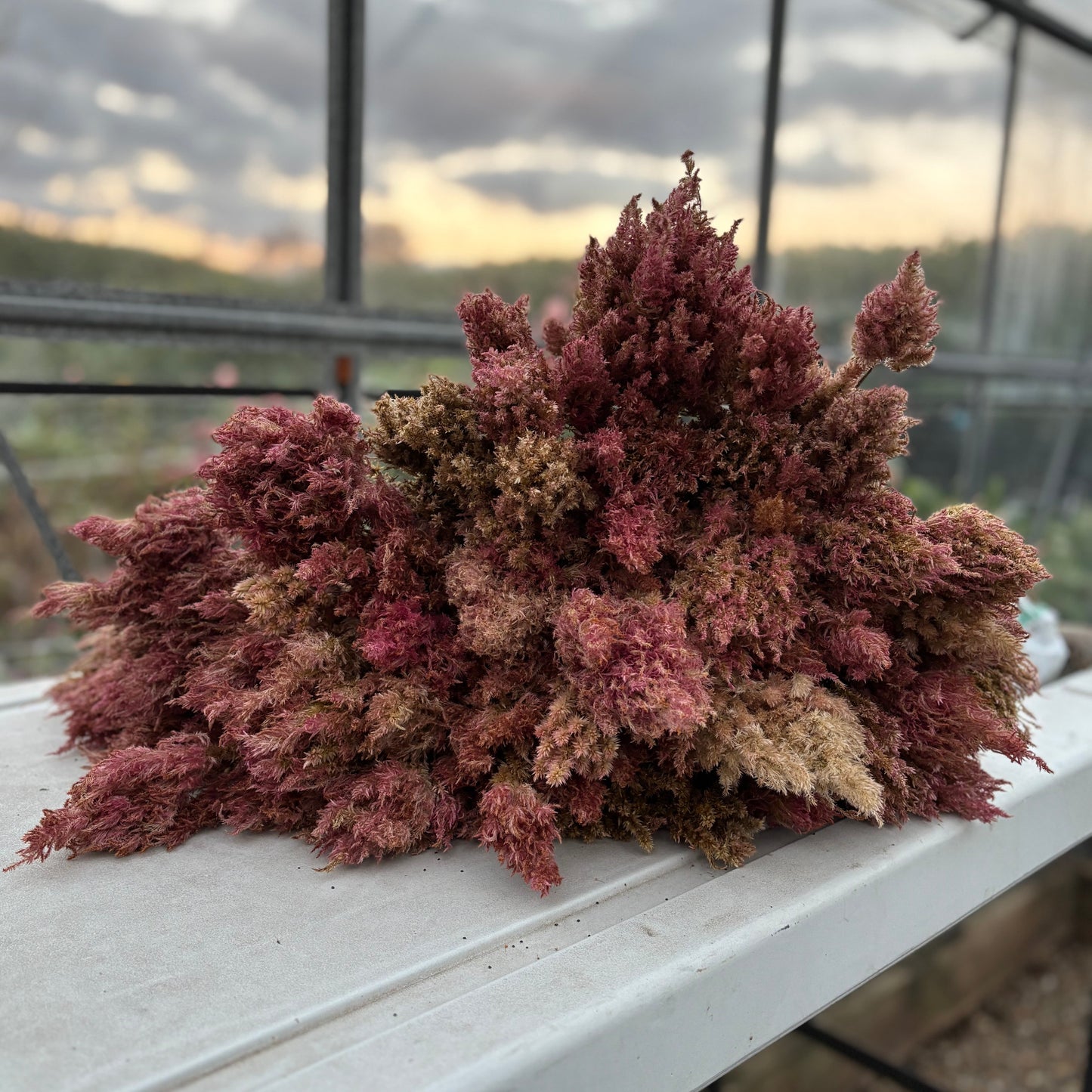 Booker Blooms 2026 Celosia Seeds