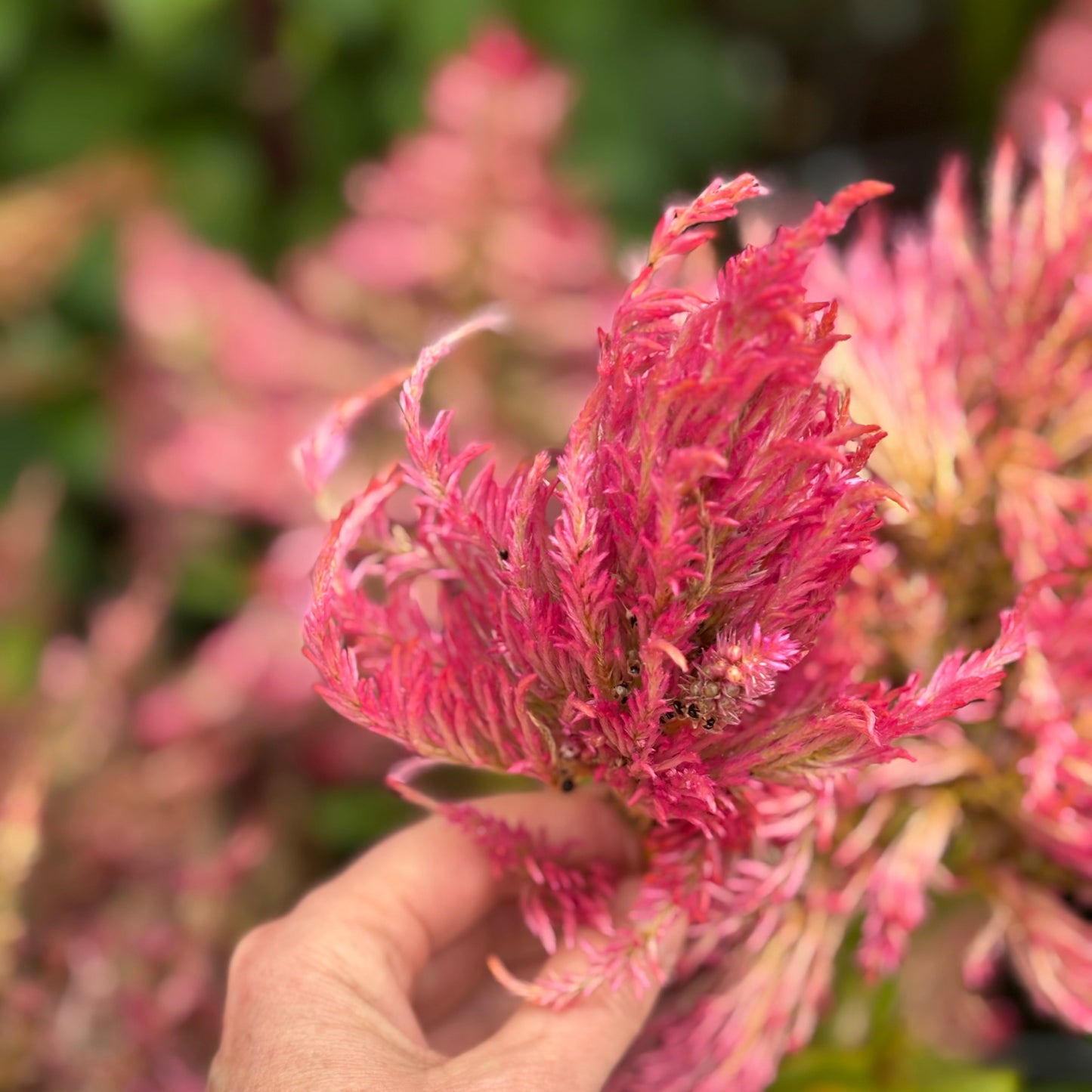 Booker Blooms 2026 Celosia Seeds