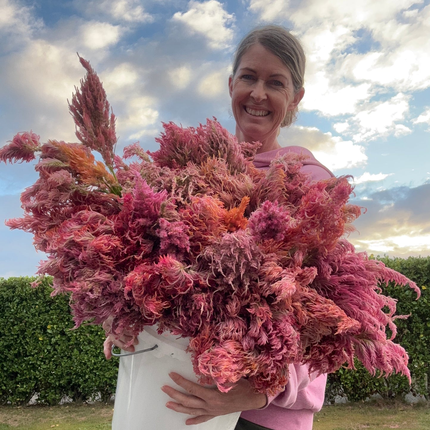 Booker Blooms 2026 Celosia Seeds