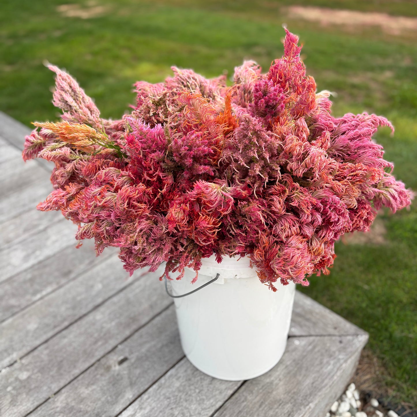 Booker Blooms 2026 Celosia Seeds
