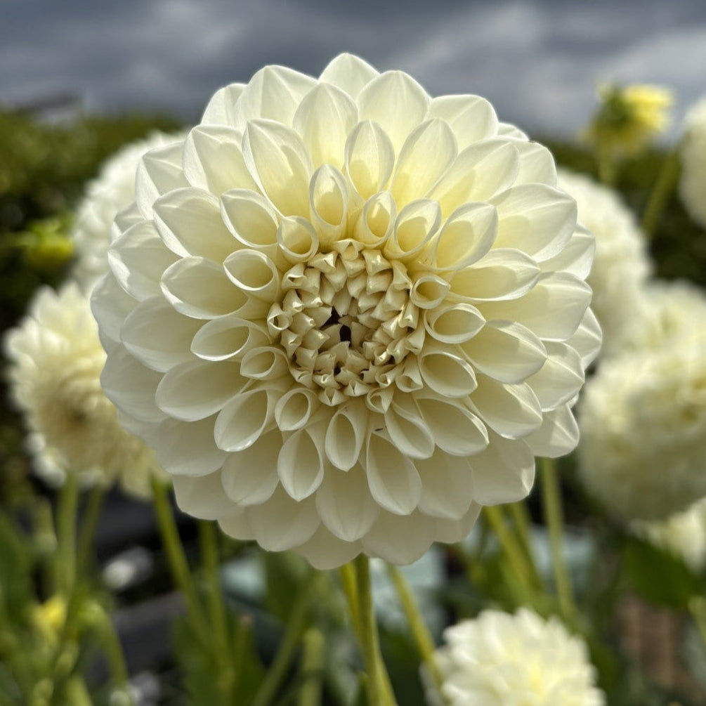 Boom Boom White Dahlia