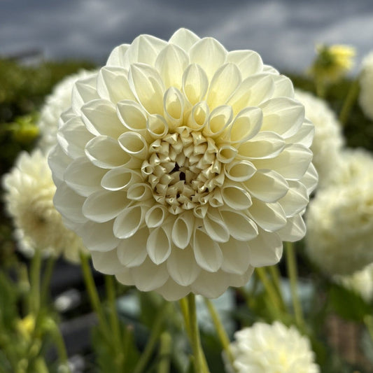 Boom Boom White Dahlia