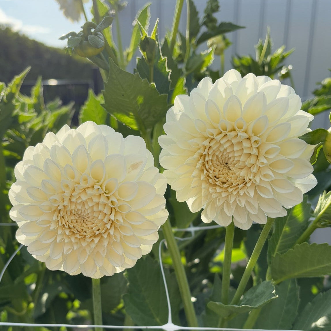 Boom Boom White Dahlia