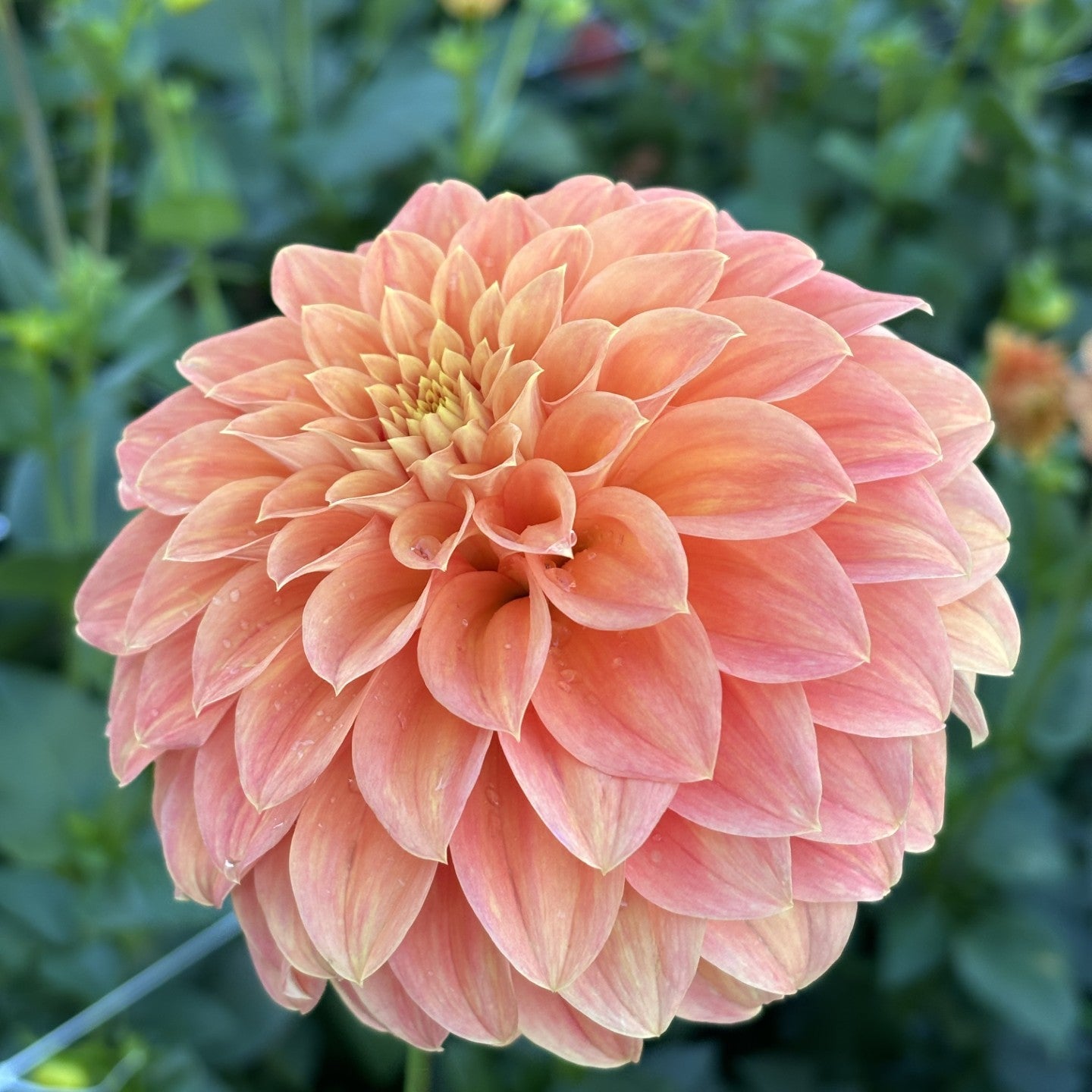 Bracken Palomino