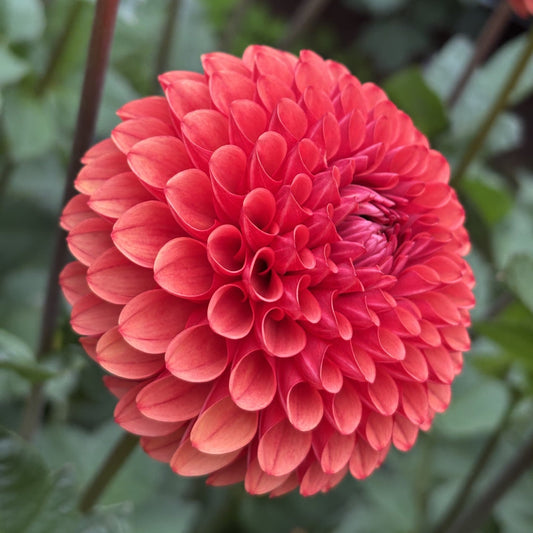 Brown Sugar Dahlia