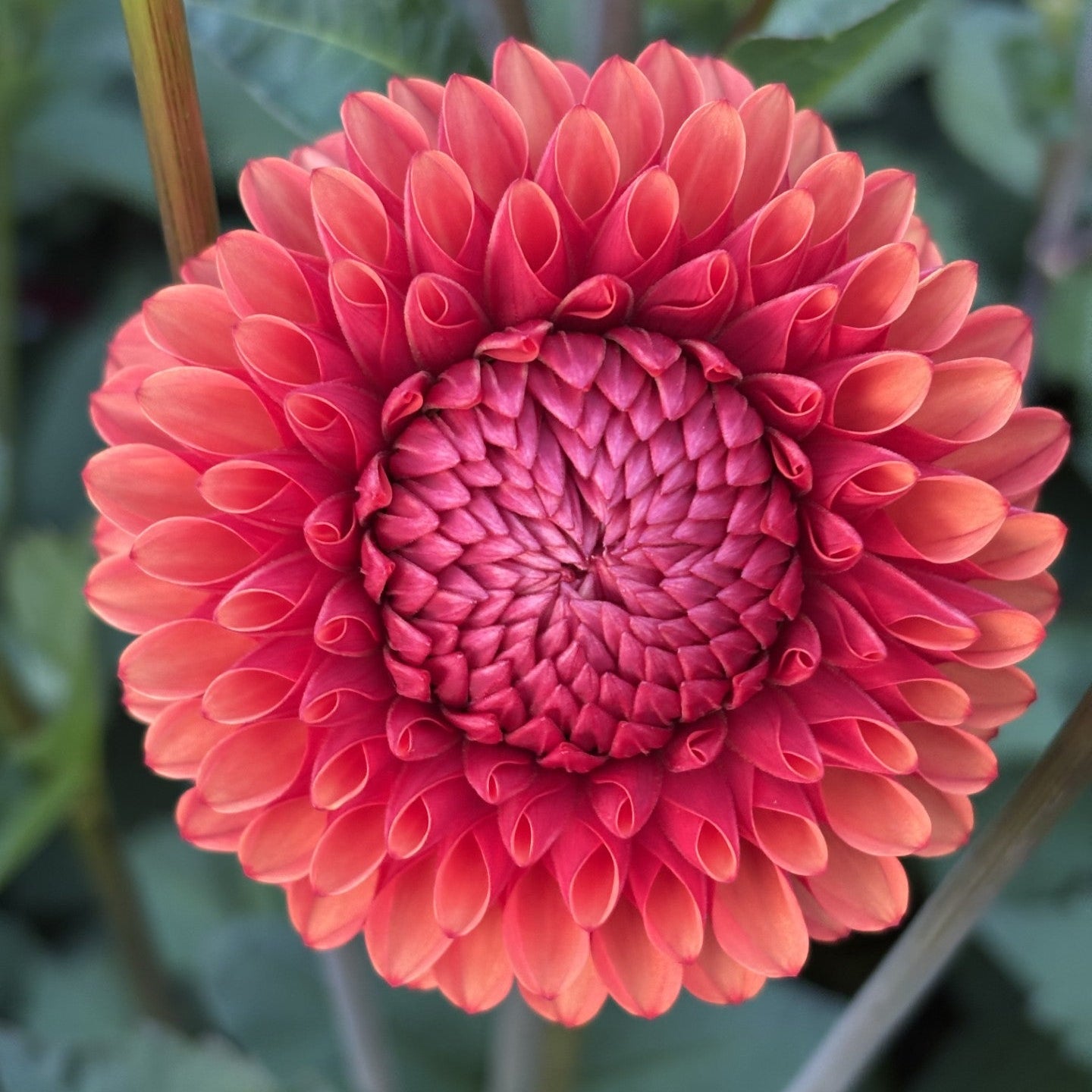 Brown Sugar Dahlia