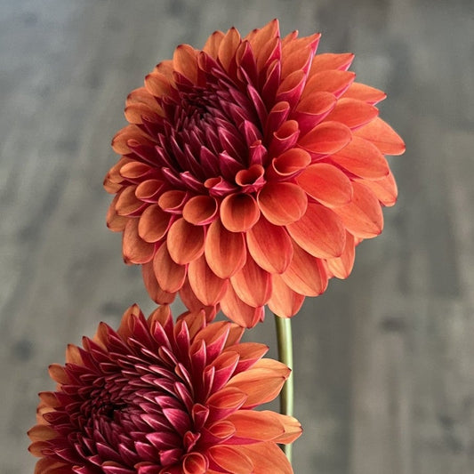 Brown Sugar Dahlia
