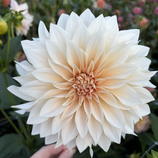 Cafe Au Lait Dahlia
