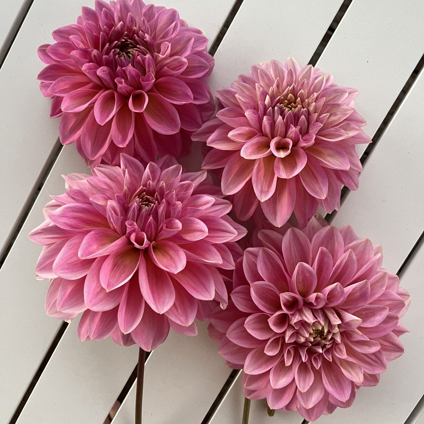 Cameo Peach Dahlia